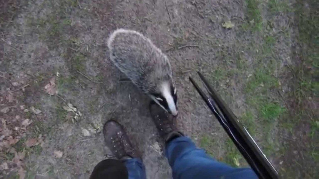 Onvergetelijke ontmoeting met een das