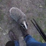 Onvergetelijke ontmoeting met een das