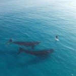 Paddleboarder heeft ontmoeting met walvissen