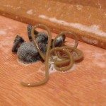 Parasiet kruipt uit spin