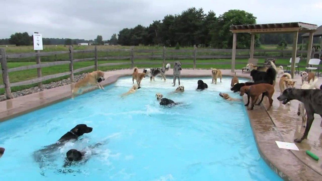 Poolparty voor honden