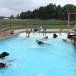 Poolparty voor honden