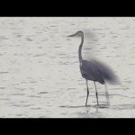 Reiger lijkt op water te lopen