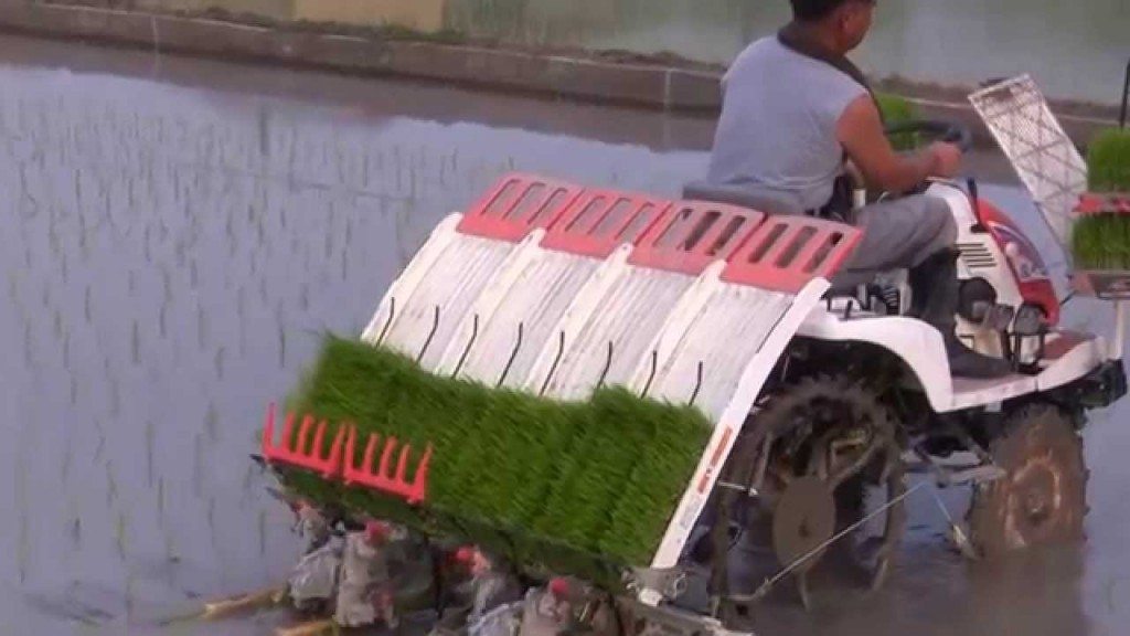 Rijst planten doen ze tegenwoordig zo