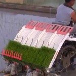 Rijst planten doen ze tegenwoordig zo