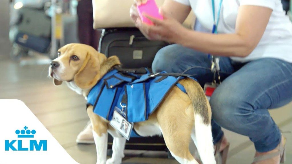 Schattige commercial KLM