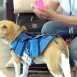 Schattige commercial KLM