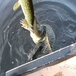 Schildpad gaat met visvangst aan de haal