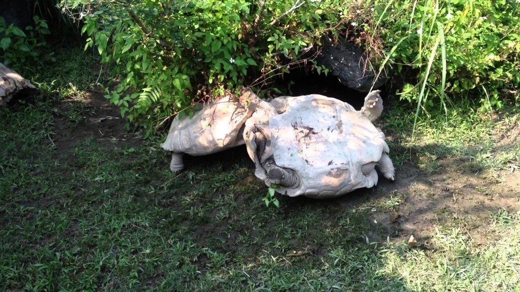 Schildpad helpt collega-schildpad