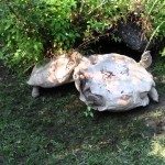 Schildpad helpt collega-schildpad