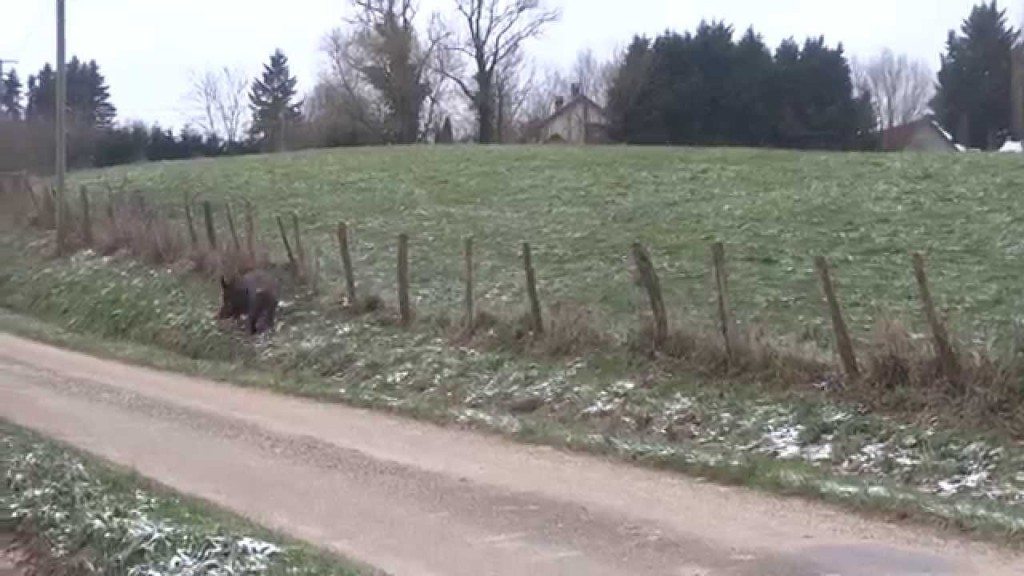 Shetlandpony’s verdrijven wild zwijn