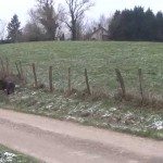 Shetlandpony’s verdrijven wild zwijn