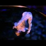 Slangenmens in Nederlands praatprogramma