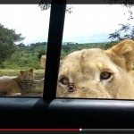 Sluit je deuren tijdens een safari