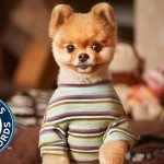 Snelste hond op twee poten ter wereld