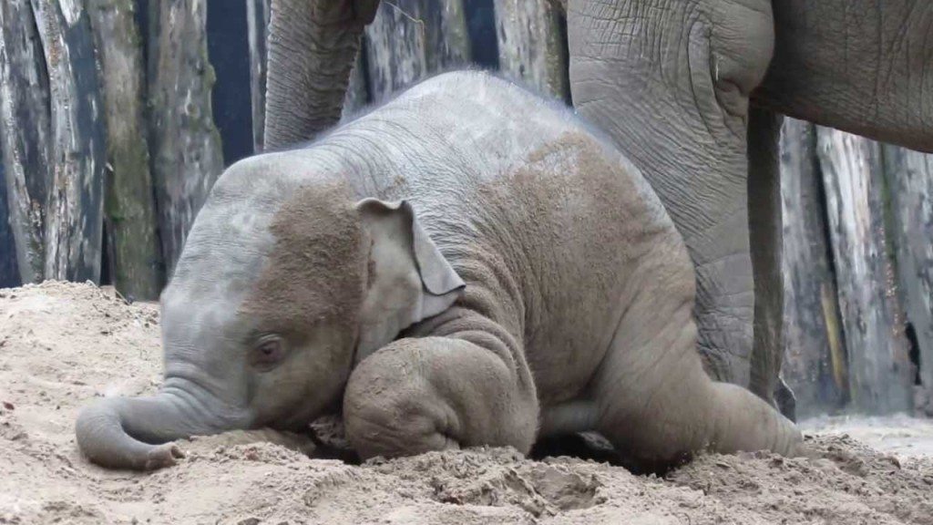 Spelende baby olifant
