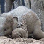 Spelende baby olifant