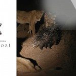 Stekelvarken vs 17 hongerige leeuwen