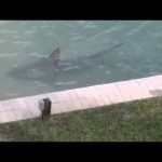 Stierhaai in de tuin