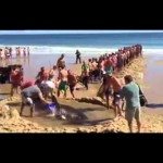 Strandgangers redden witte haai