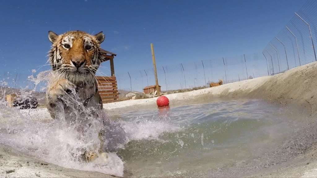 Tijgers krijgen een nieuw leven