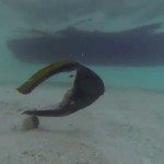 Triest verhaal van een vis