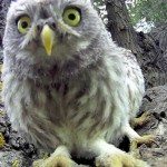 Uiltjes ontdekken GoPro-camera