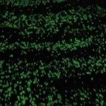 Uniek, lichtgevend fietspad