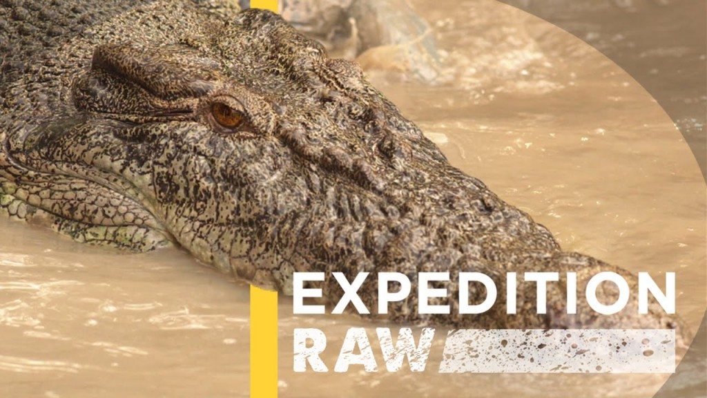 Unieke video zoutwaterkrokodil