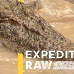 Unieke video zoutwaterkrokodil