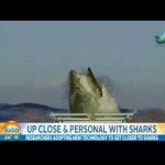 Van een haai gesproken