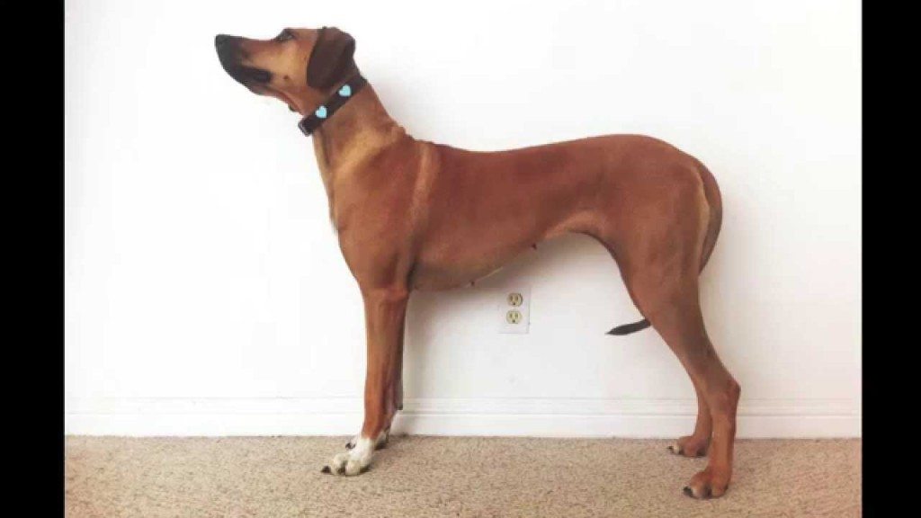 Van puppy tot 3 jaar in 23 seconden