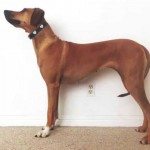 Van puppy tot 3 jaar in 23 seconden