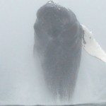 Verrassing duikt uit het water op