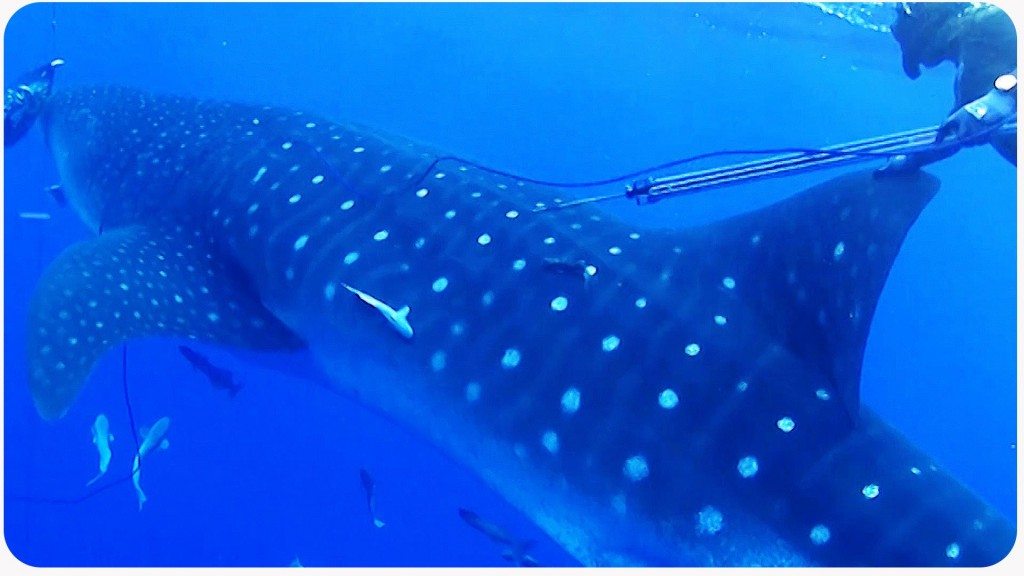 Verrast door een walvishaai