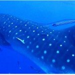 Verrast door een walvishaai