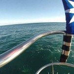 Visser redt babybultrug