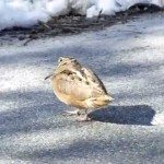 Vogel danst op Something About Us