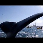 Walvis geeft bijna high five