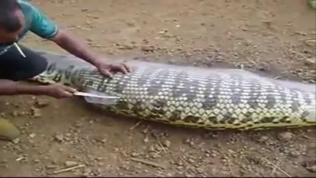 Wat zit er in de buik van deze slang?