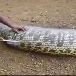 Wat zit er in de buik van deze slang?