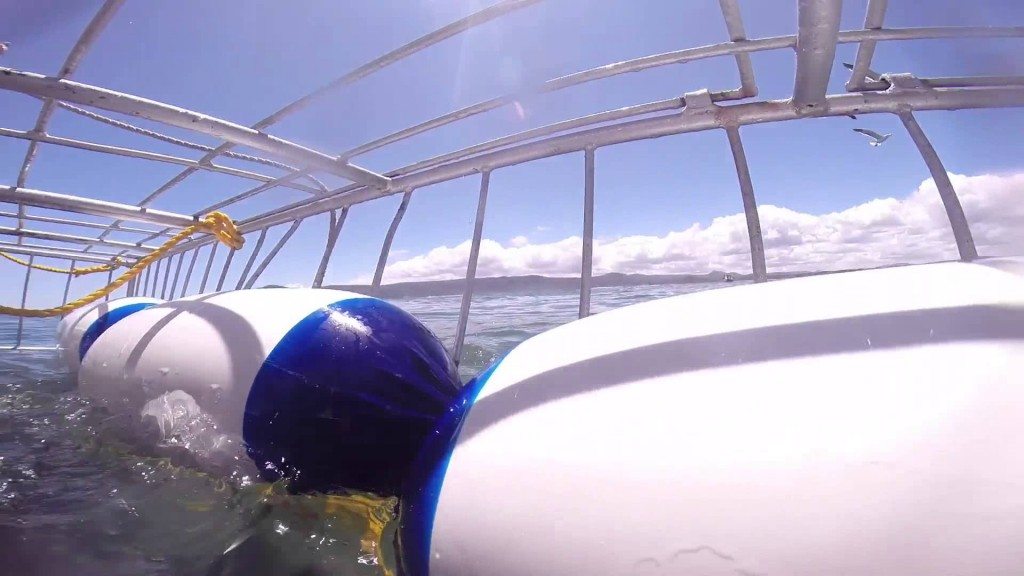 Witte haai valt kooi aan