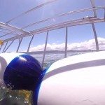 Witte haai valt kooi aan