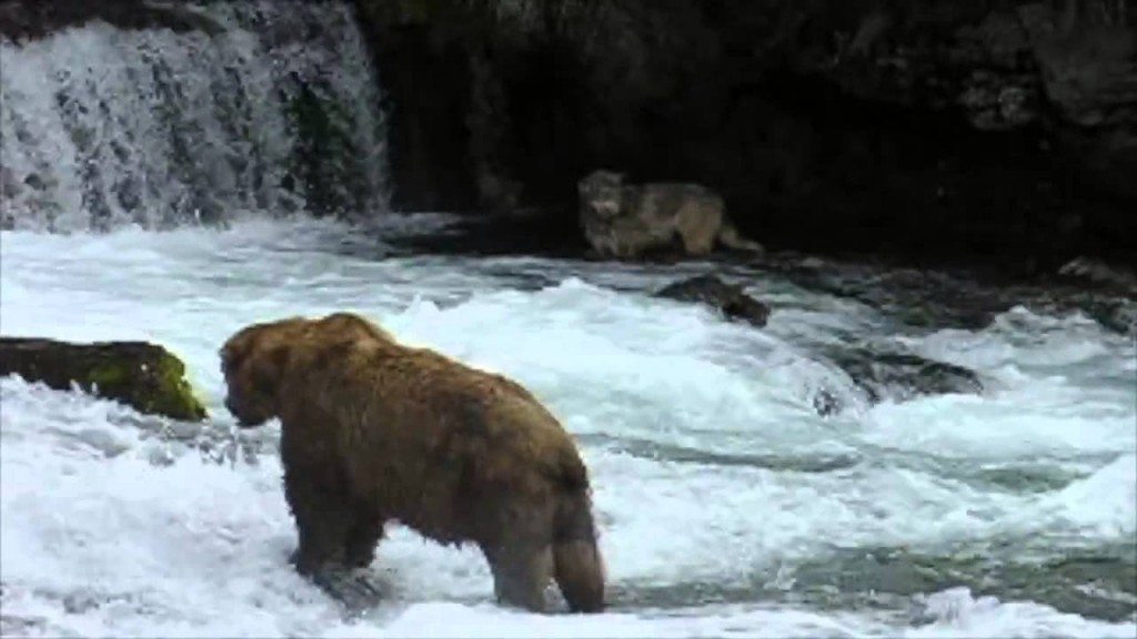 Zalm vs beer en wolf