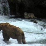 Zalm vs beer en wolf