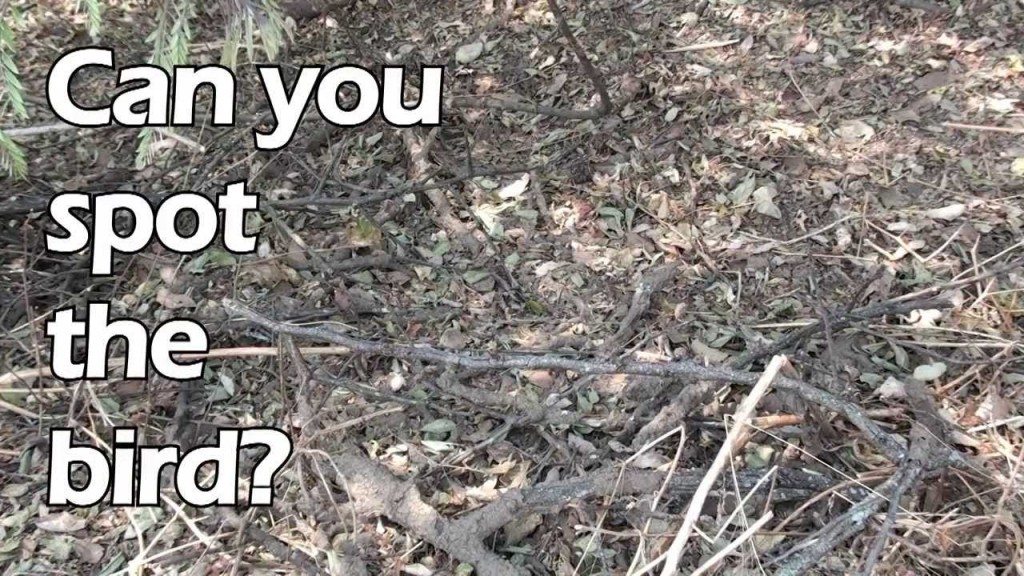 Zie jij de nachtzwaluw?