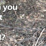 Zie jij de nachtzwaluw?