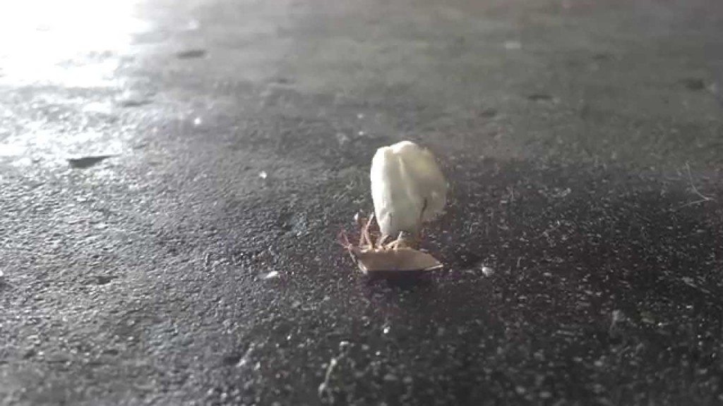 Zo blijft deze kever fit