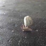 Zo blijft deze kever fit