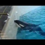 Zo vangt een orka zijn prooi